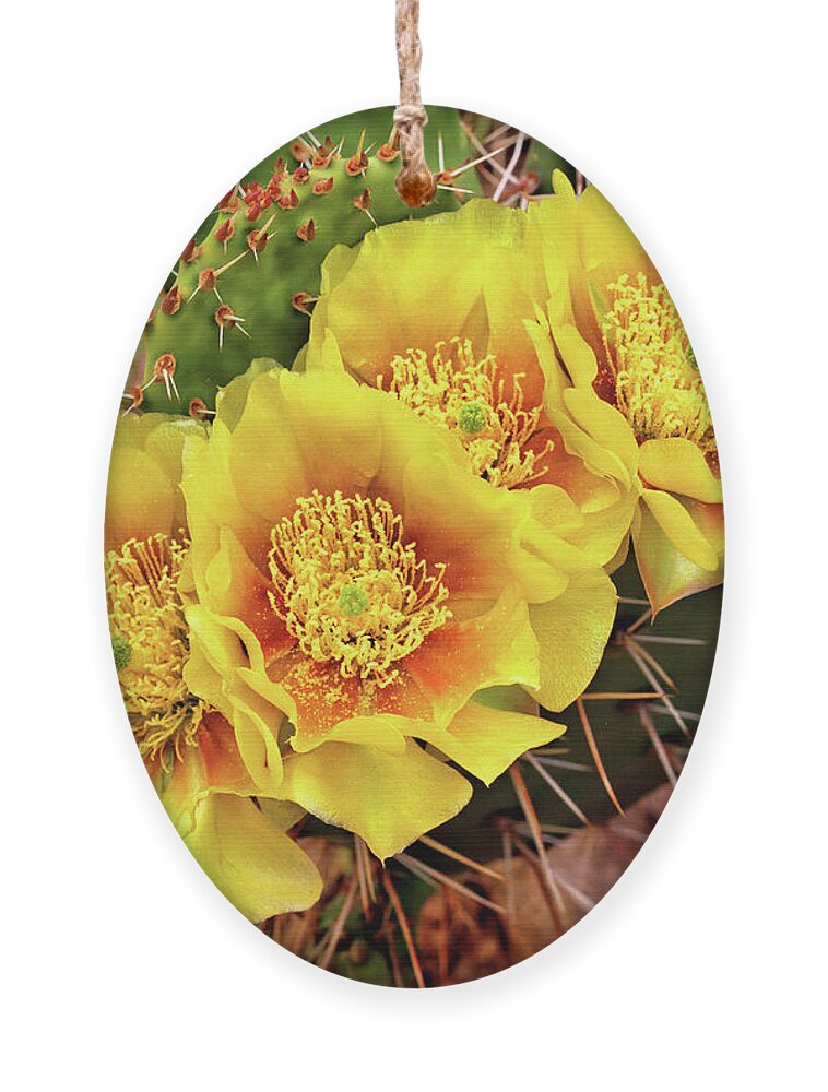 Cactus Ornament featuring the photograph Five Cactus Blossoms by Bob Falcone