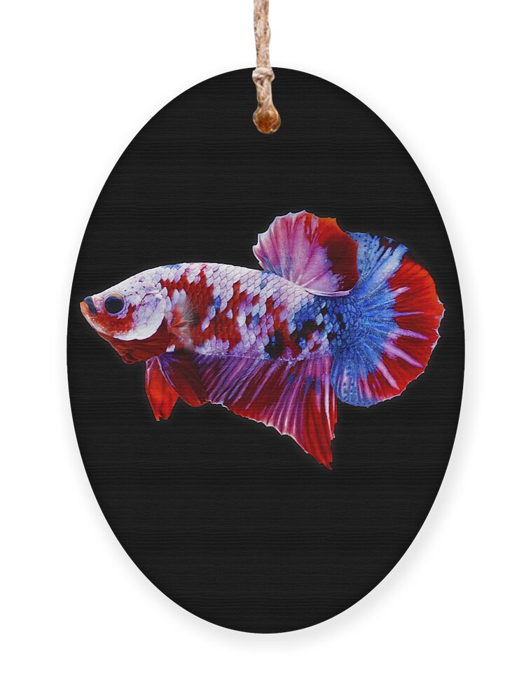 Betta Ornament featuring the photograph Galaxy Koi Betta Fish by Sambel Pedes