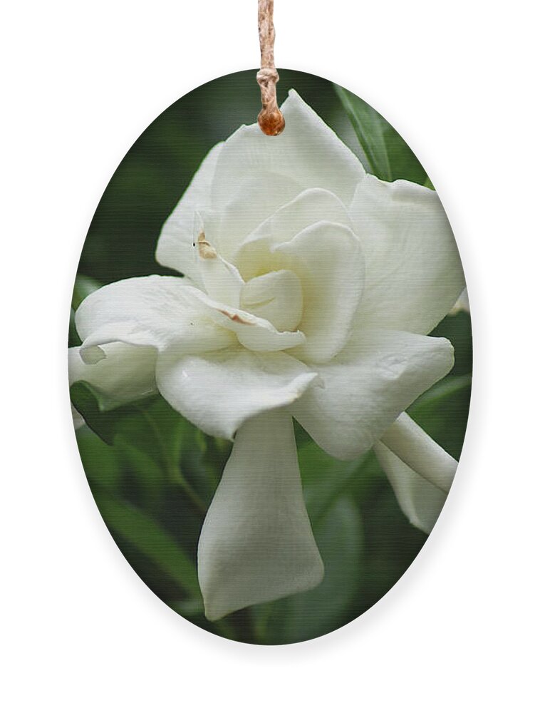  Ornament featuring the photograph Gardenia by Heather E Harman