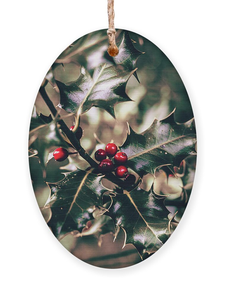Holly Ornament featuring the photograph Holly by Gavin Lewis