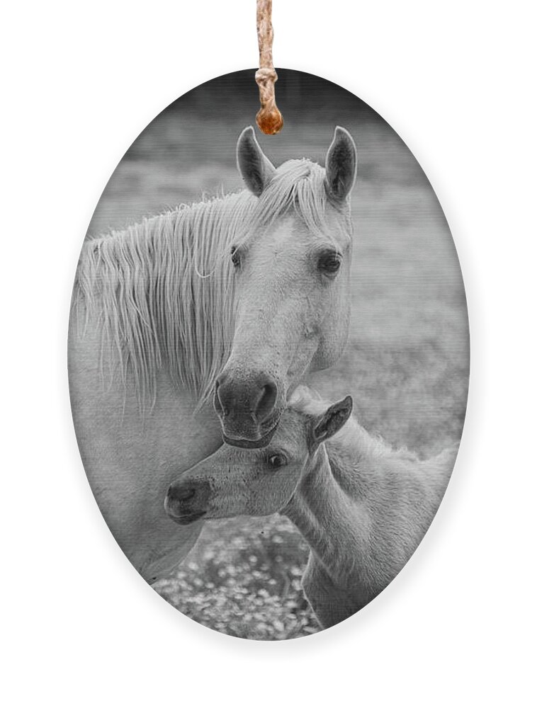 Horse Ornament featuring the photograph Hugging momma #1 by Jamie Tyler