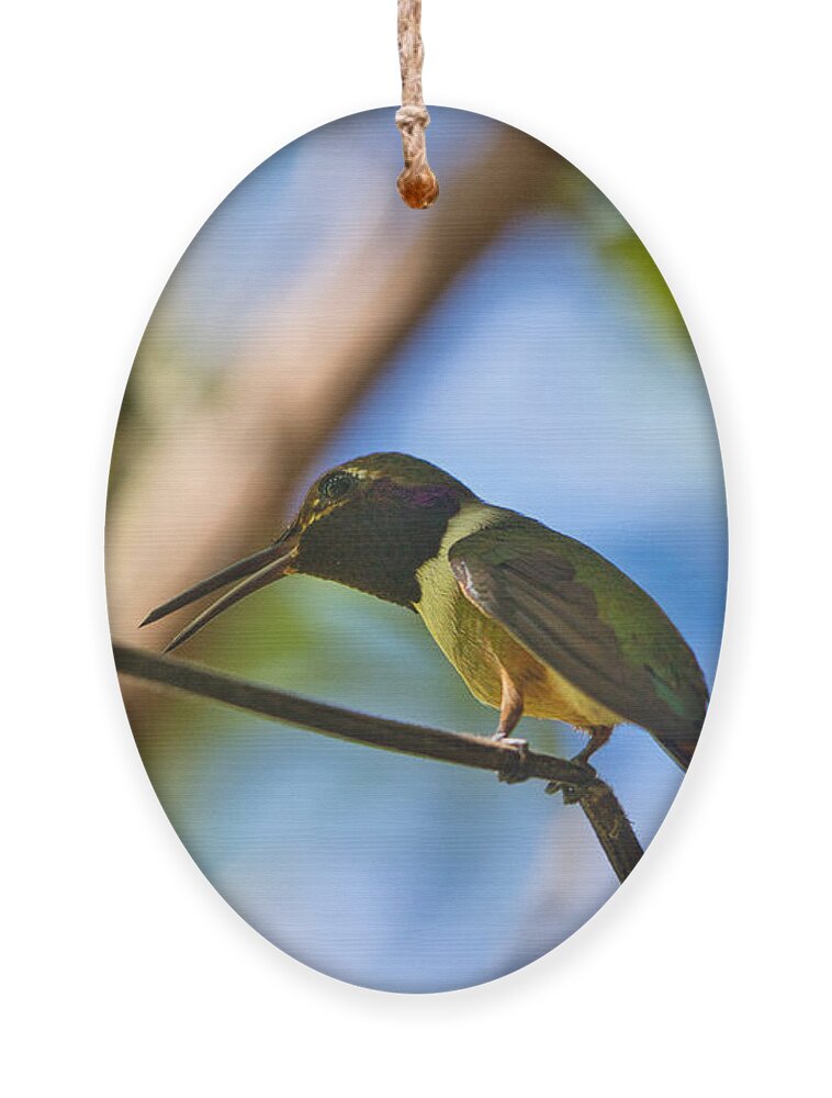 Hummingbird Ornament featuring the photograph Humming Bird Fashion Show 4 #2 by Montez Kerr