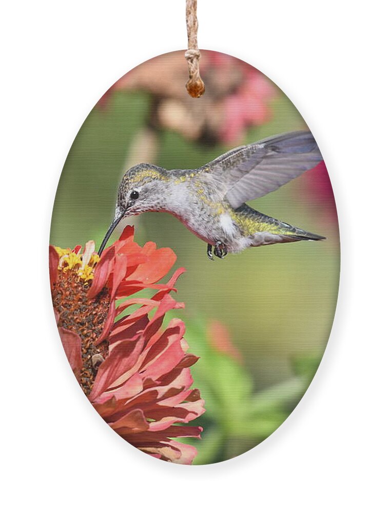Kmaphoto Ornament featuring the photograph Hummingbird Garden #2 by Kristine Anderson