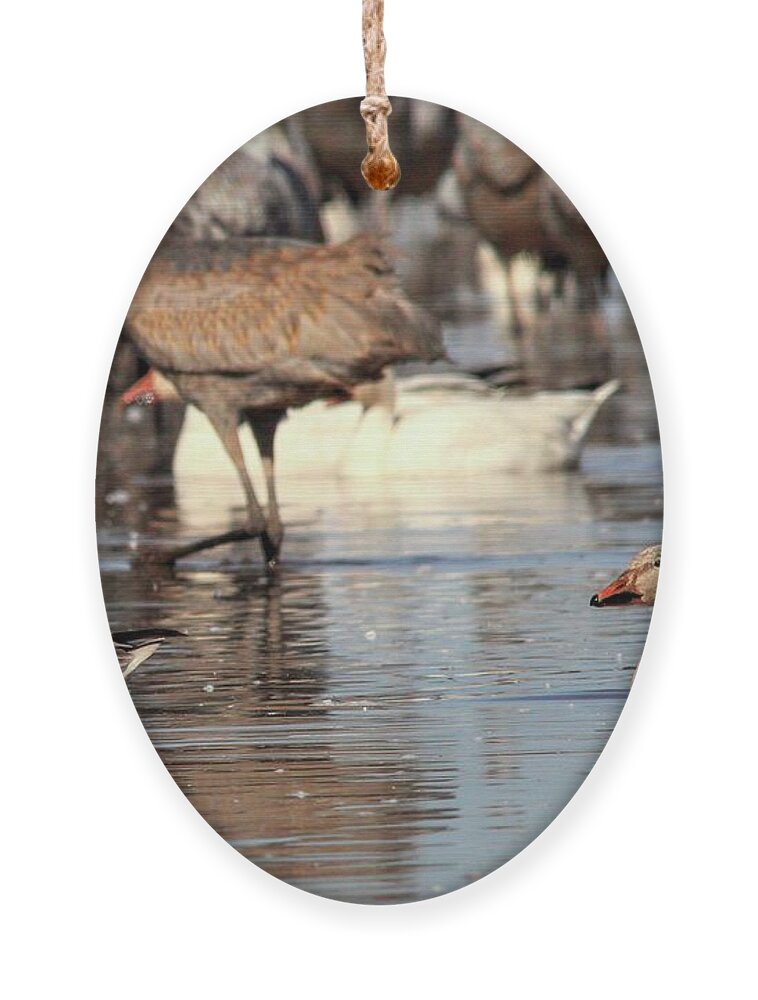 Arizona Ornament featuring the photograph Immature Snow Geese by Robert Harris