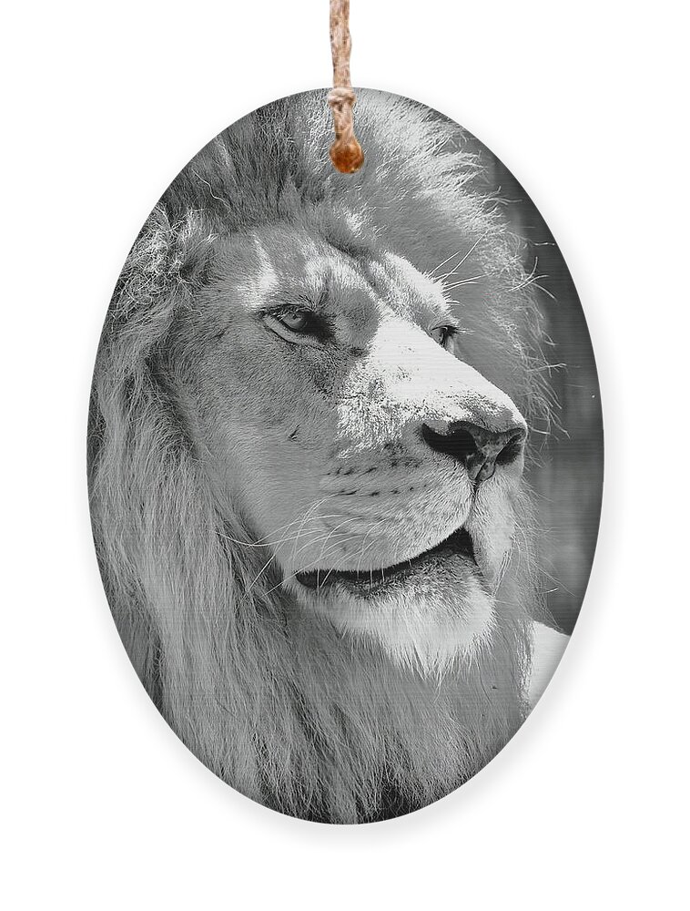 Lion Ornament featuring the photograph Is This My Good Side #1 by Lens Art Photography By Larry Trager
