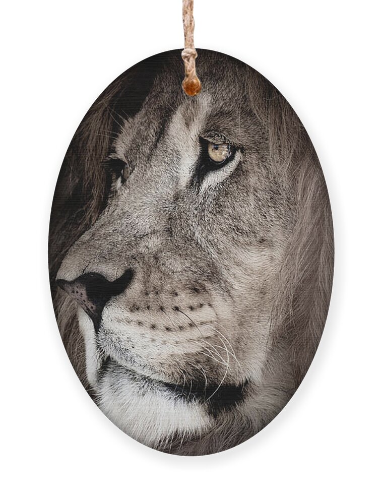 Lion Ornament featuring the photograph It's All in the Eyes #1 by Rose Guinther