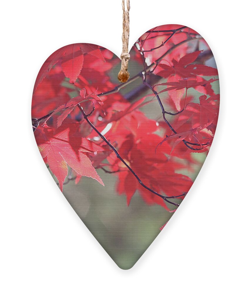 Nature Ornament featuring the photograph Japanese Maple Leaves in Autumn by Trina Ansel