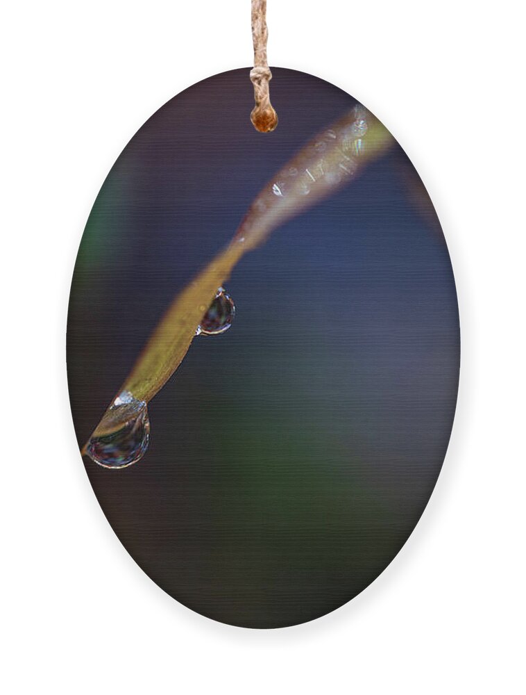 Fall Ornament featuring the photograph Macro Photography - Water Drops on Grass by Amelia Pearn