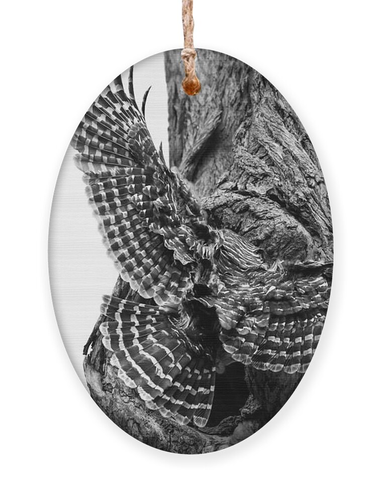 Mama Barred Owl Ornament featuring the photograph Mama Barred owl rushing in to feed its babies #1 by Puttaswamy Ravishankar