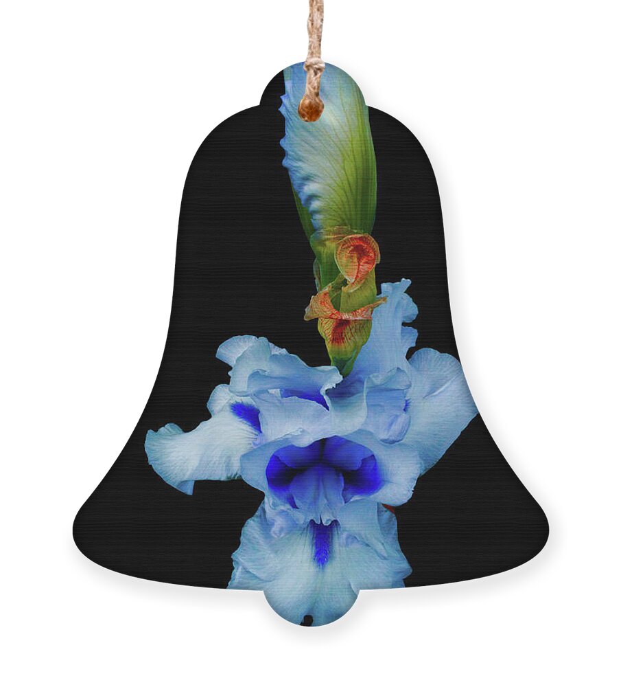 Iris Ornament featuring the photograph Merciful Laughter Intervened by Cynthia Dickinson
