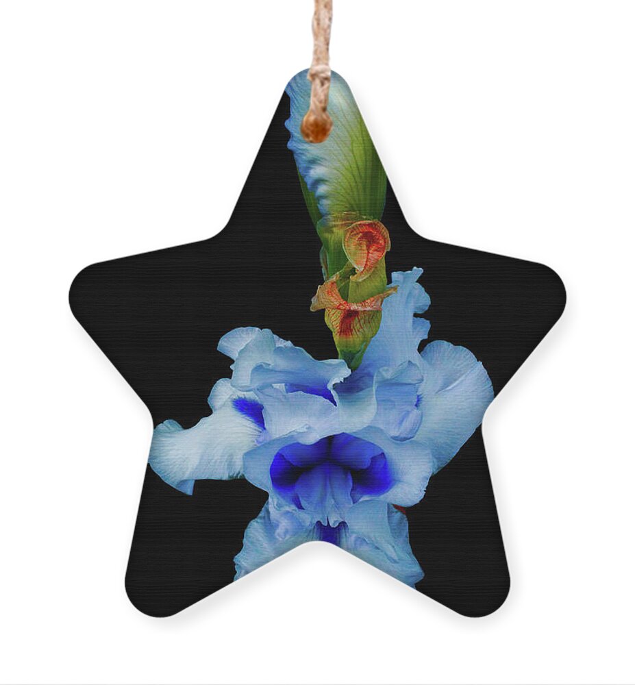 Iris Ornament featuring the photograph Merciful Laughter Intervened by Cynthia Dickinson
