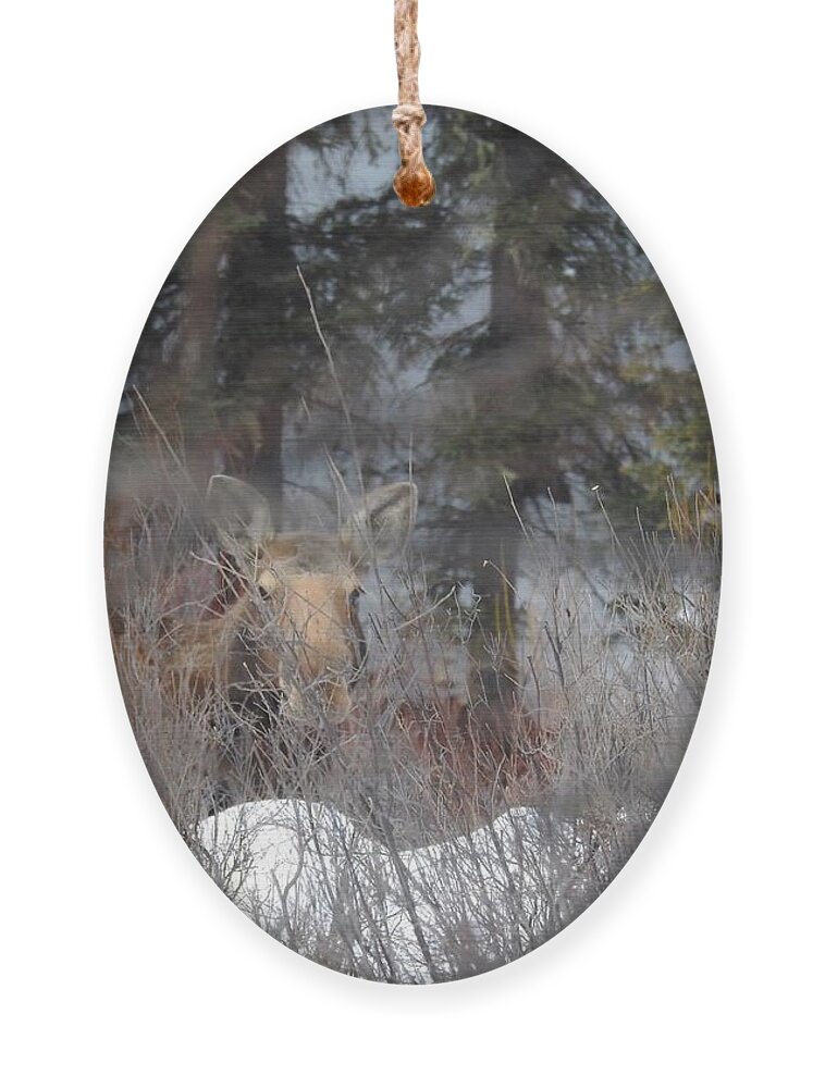 Moose Ornament featuring the photograph Moose in the Willows by Nicola Finch