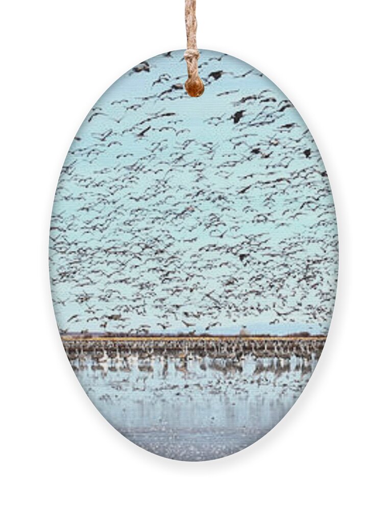 Wildlife Ornament featuring the photograph Morning Flight by Robert Harris