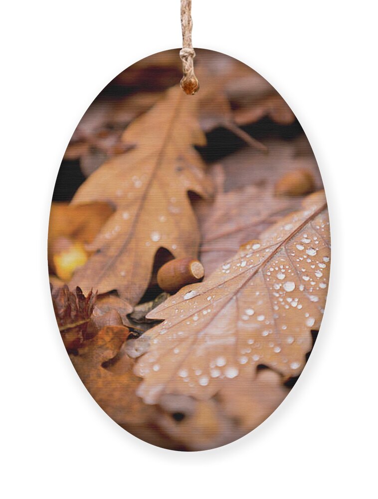 Fall Ornament featuring the photograph Oak Leaves and rain drops by Anita Nicholson