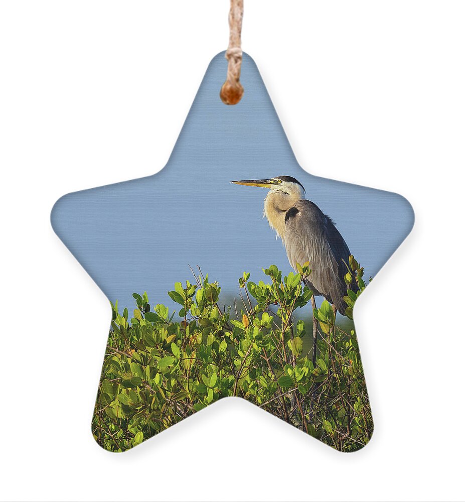 R5-2618 Ornament featuring the photograph Perched by Gordon Elwell