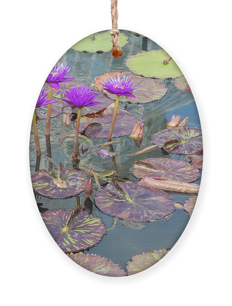 Lily Ornament featuring the photograph Purple Water Lilies and Pads by Cate Franklyn