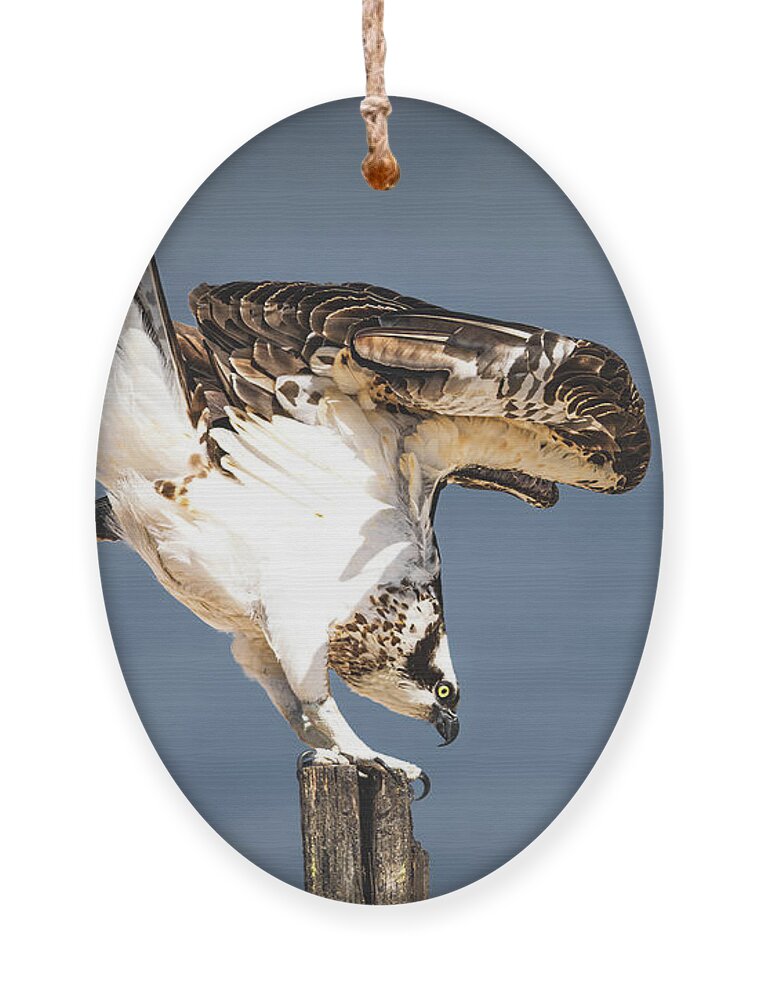 Osprey Ornament featuring the photograph Ready to Fly by Bonny Puckett