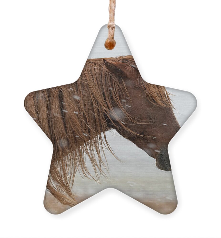 Wild Horses Ornament featuring the photograph Red Lion #2 by Mary Hone