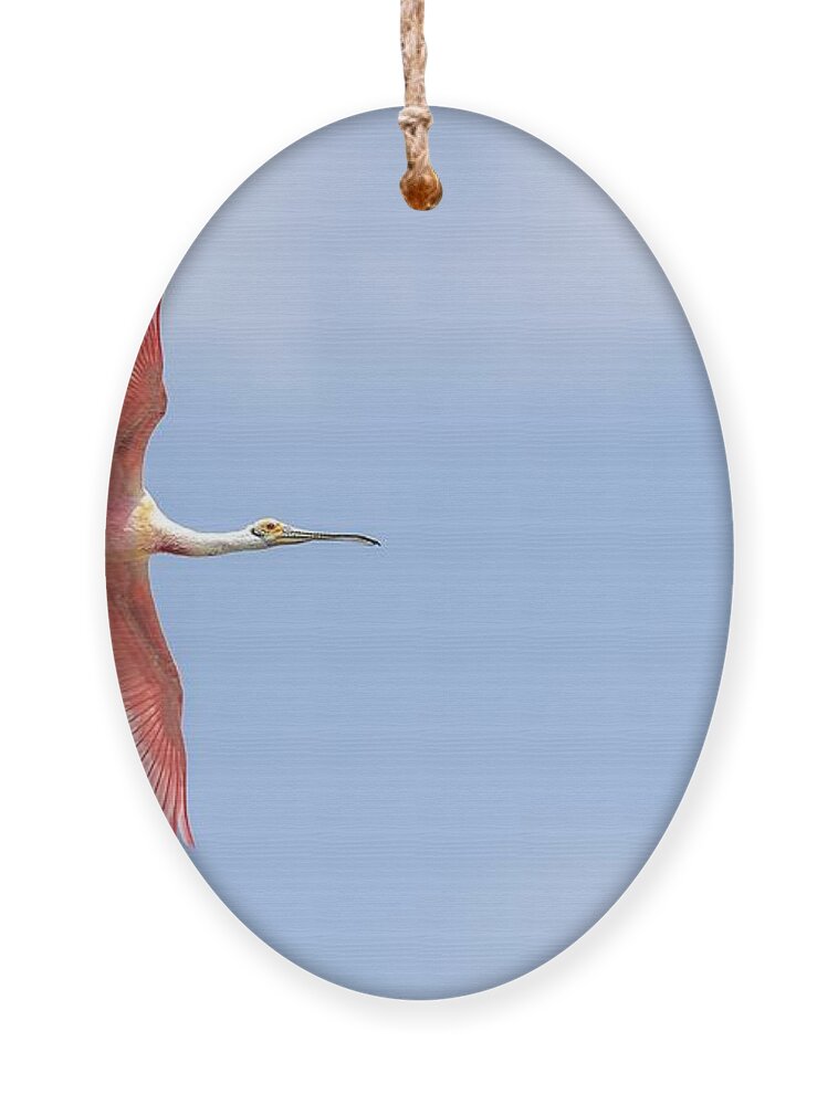 Roseate Spoonbill Ornament featuring the photograph Sky is the Limit by Puttaswamy Ravishankar