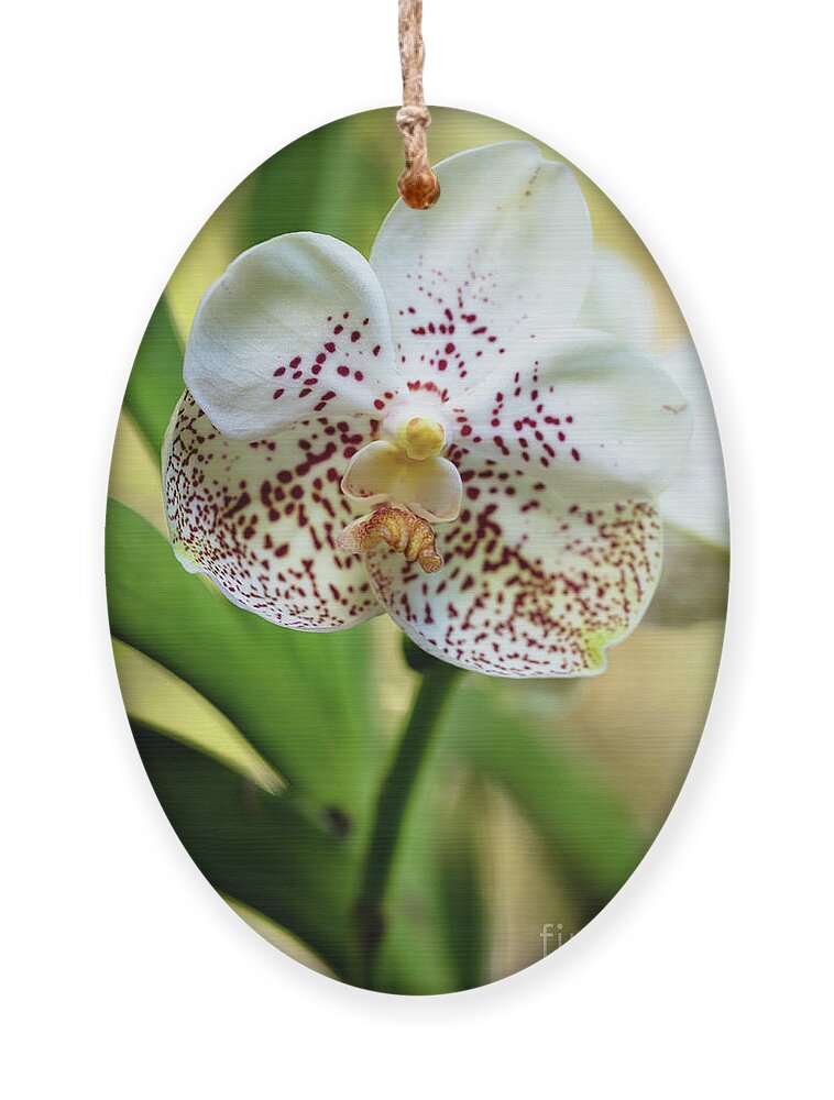 Background Ornament featuring the photograph Spotted Orchid Flower #1 by Raul Rodriguez