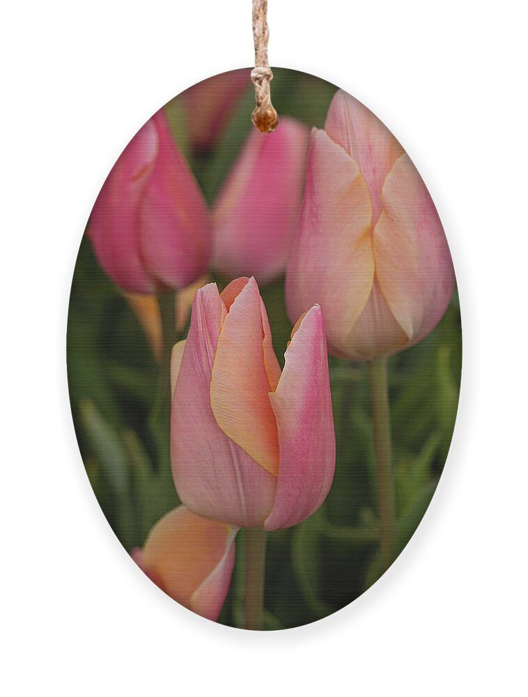 April Ornament featuring the photograph Graceful tulips by Leslie Struxness