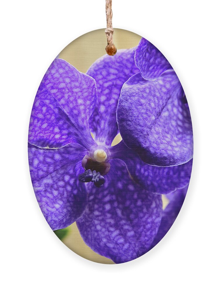 China Ornament featuring the photograph Vanda Orchid Portrait II by Tanya Owens