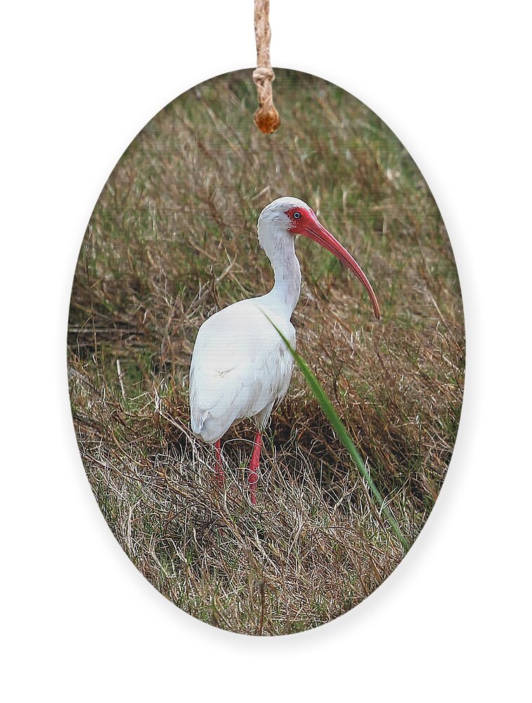 Ibis Ornament featuring the photograph White Ibis by Robert Harris
