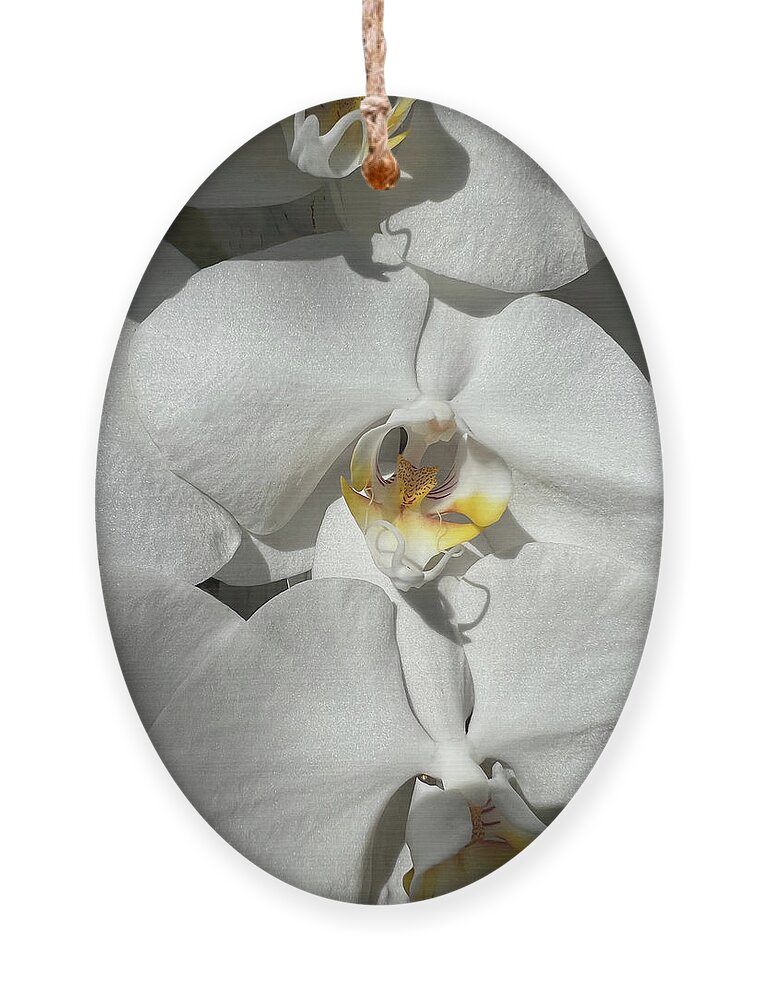 Orchid Ornament featuring the photograph White Orchid With Yellow #1 by Karen Zuk Rosenblatt