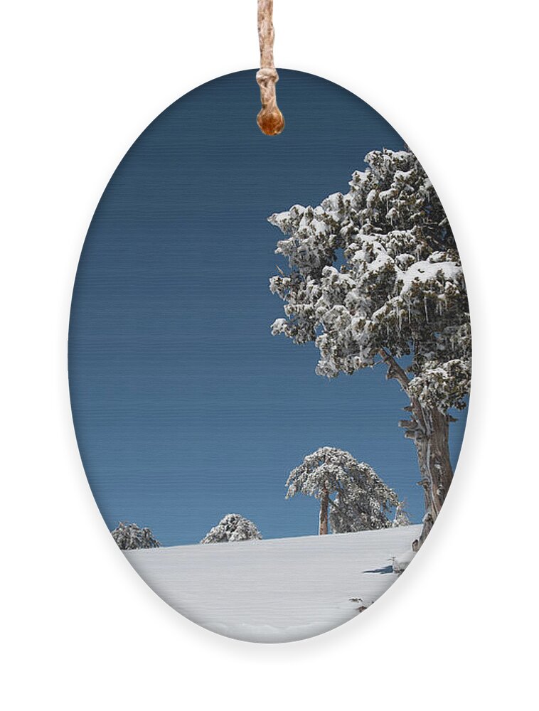 Single Tree Ornament featuring the photograph Winter landscape in snowy mountains. Frozen snowy lonely fir trees against blue sky. by Michalakis Ppalis