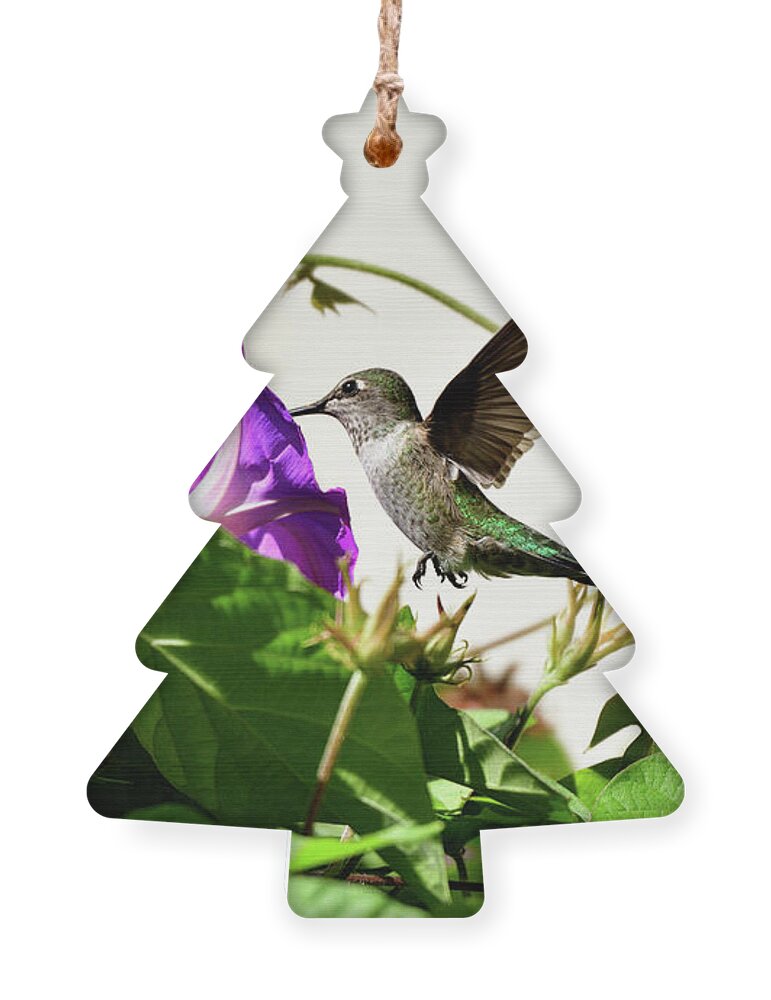 Anna's Hummingbird Ornament featuring the photograph Anna's Hummingbird #11 by Amazing Action Photo Video