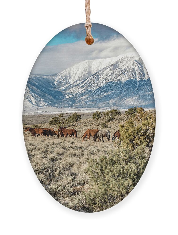  Ornament featuring the photograph 1dx25710 by John T Humphrey
