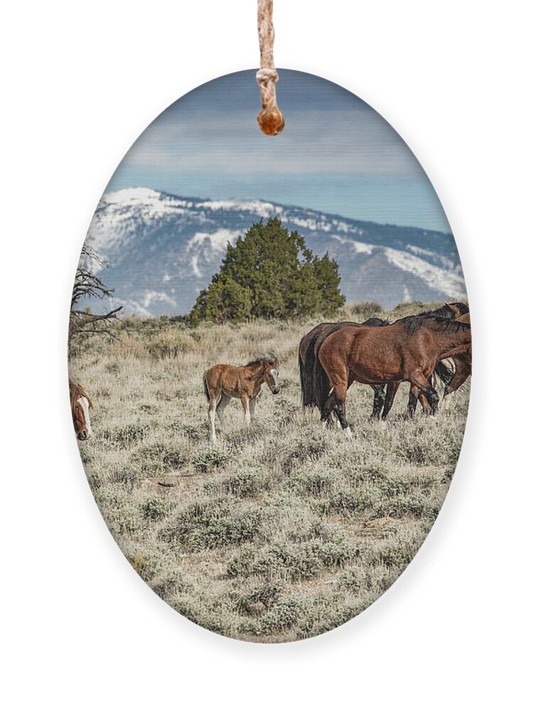  Ornament featuring the photograph 1dx27800 by John T Humphrey