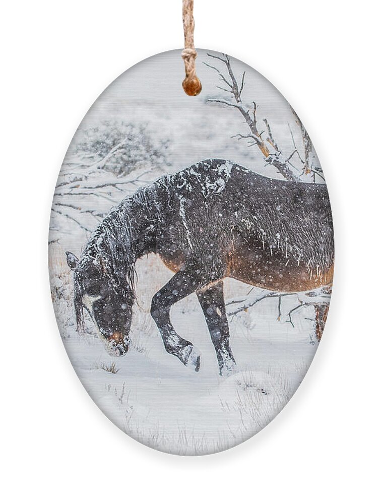  Ornament featuring the photograph 1dx27972 by John T Humphrey