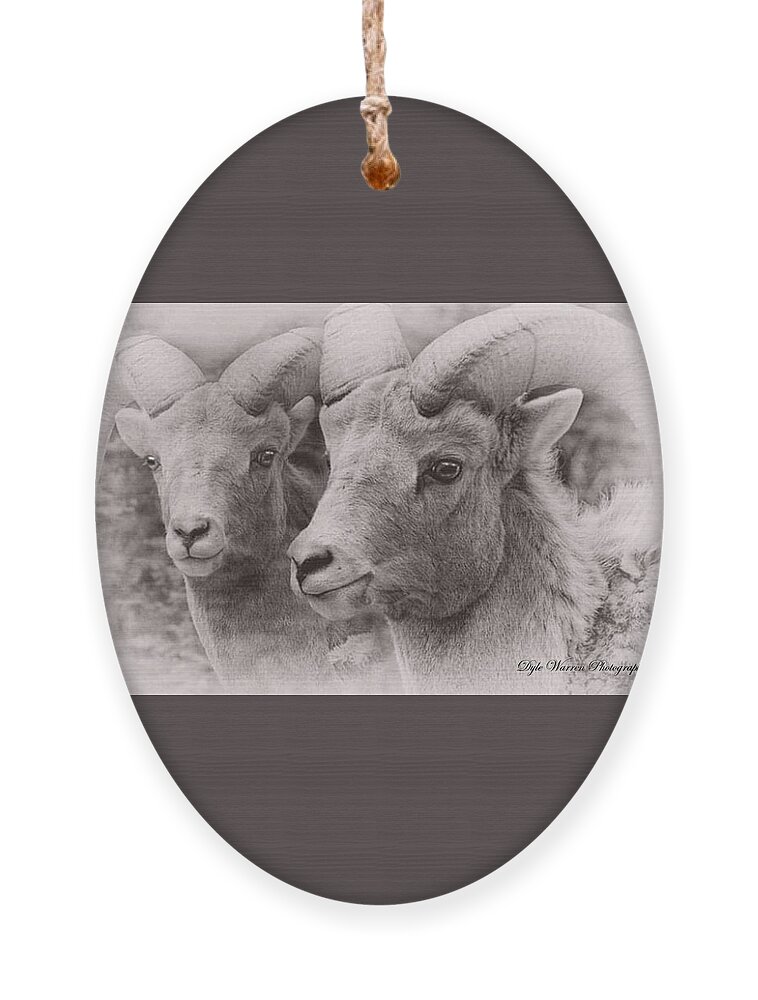 Animals Ornament featuring the photograph Big Horn #2 by Dyle Warren