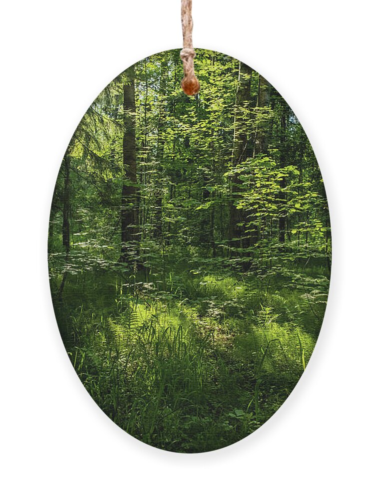 Forest Ornament featuring the photograph Forest landscape with trees and sun #2 by Mikhail Kokhanchikov