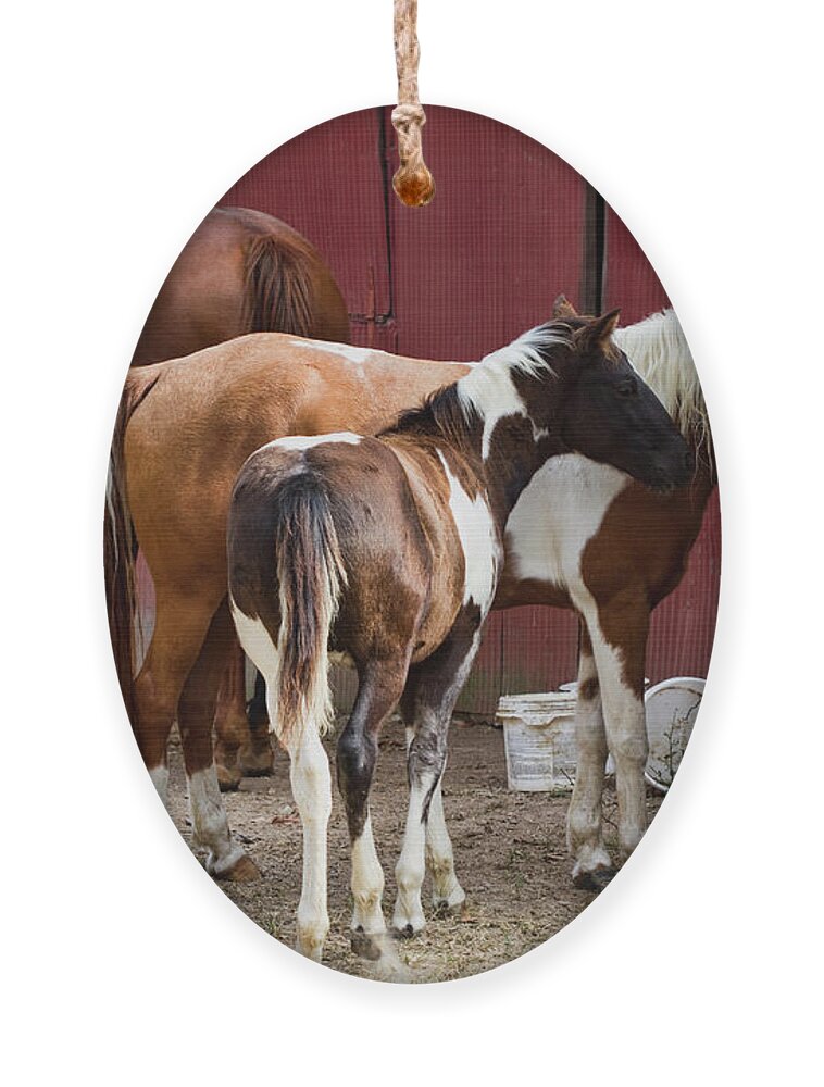 Horses Ornament featuring the photograph Horse Sense #2 by Kathy Clark