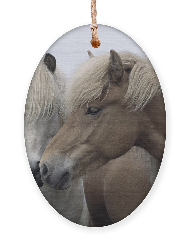 Affection Ornament featuring the photograph Icelandic Horses by John Daniels