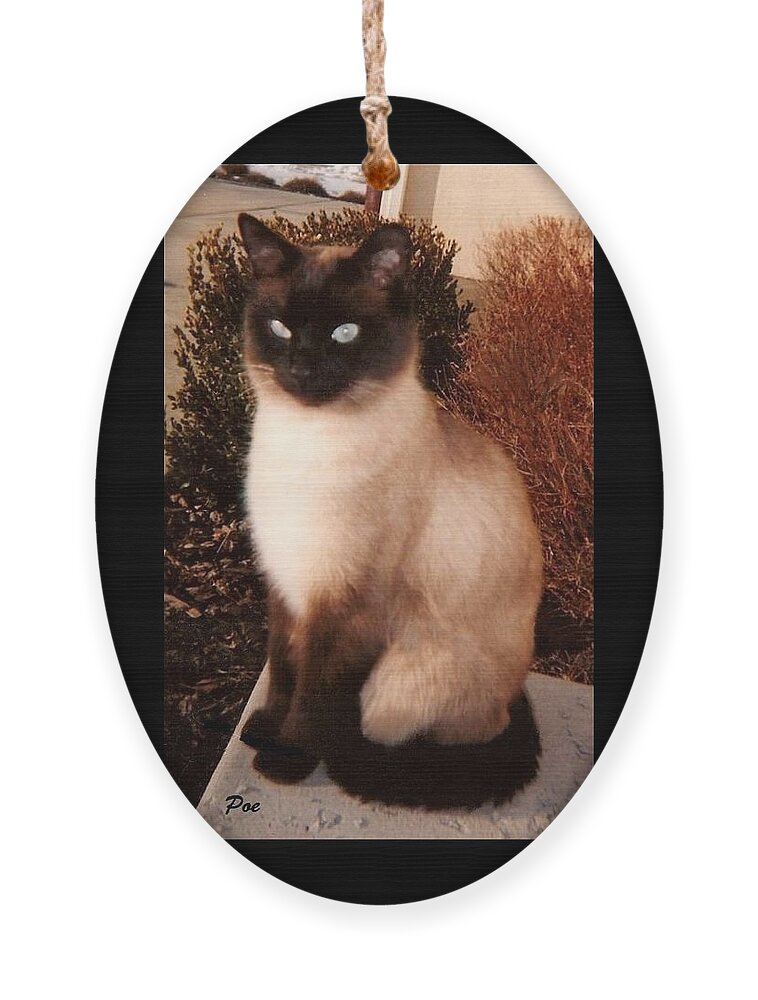 Felines Ornament featuring the photograph Poe by Diane Strain