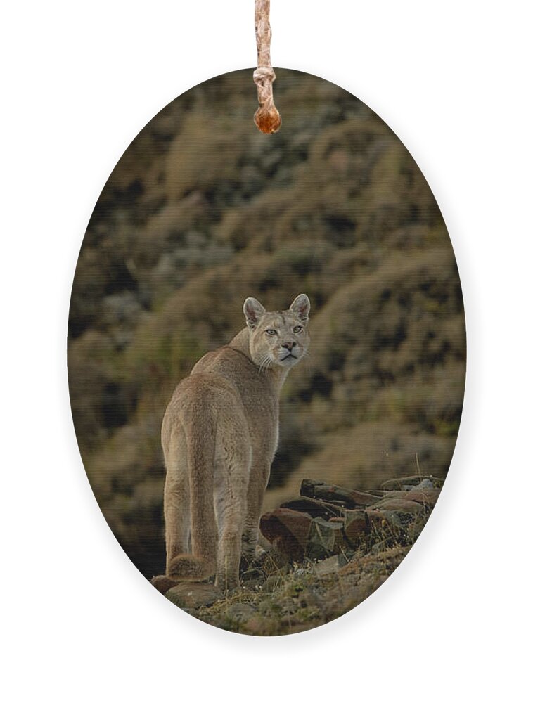 Chile Ornament featuring the photograph Puma #2 by Patrick Nowotny