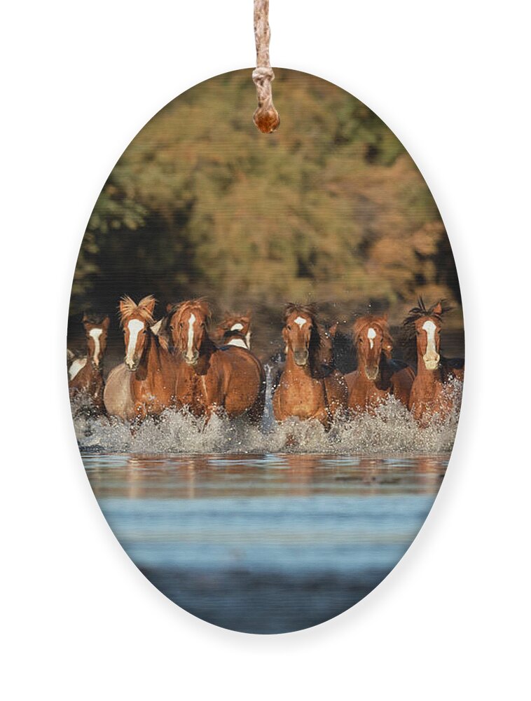 Salt River Wild Horses Ornament featuring the photograph Running Free #2 by Shannon Hastings