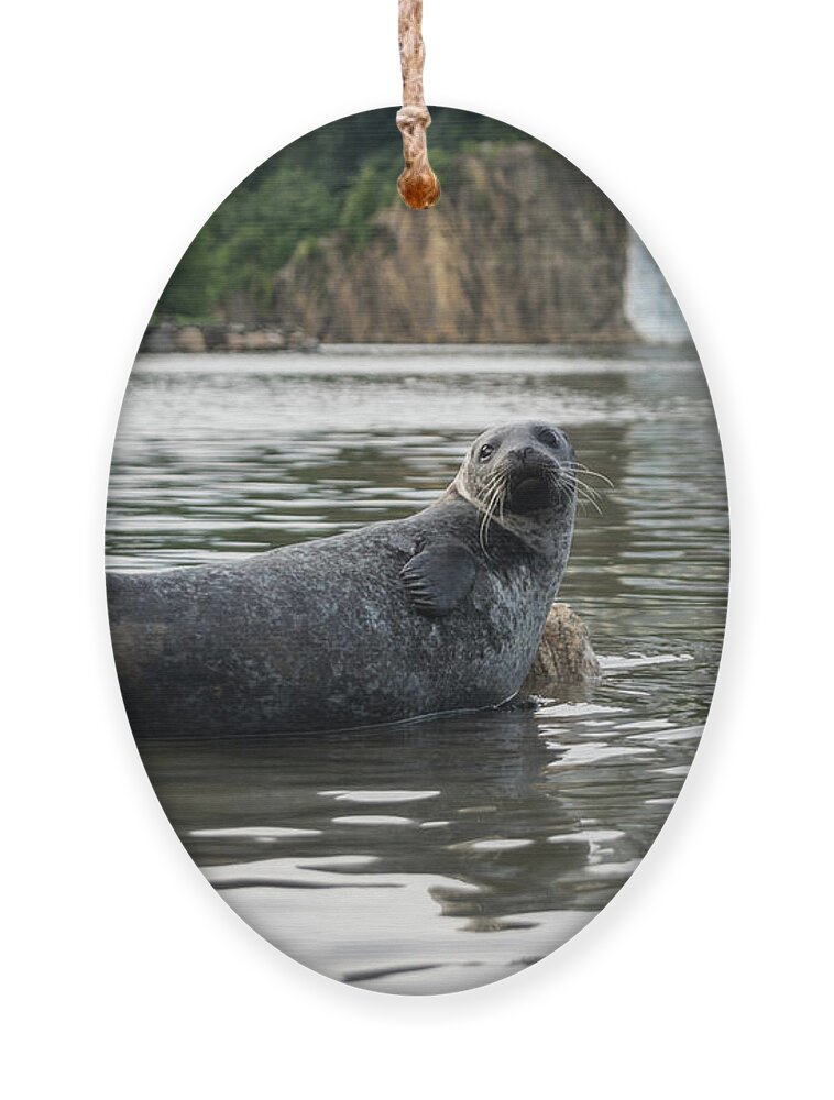 Spuyten Duyvil Ornament featuring the photograph Sealy #2 by Cole Thompson