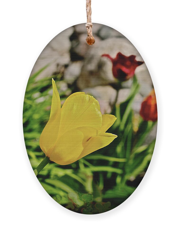 Tulips Ornament featuring the photograph 2020 Acewood Tulips By the Water 1 by Janis Senungetuk