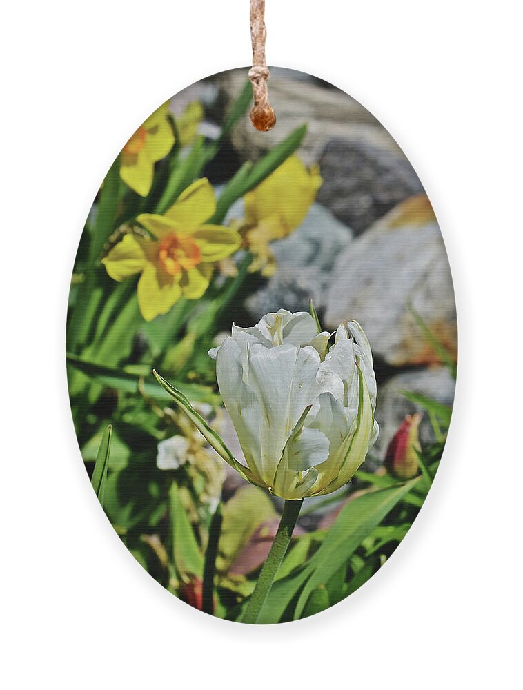 Tulips Ornament featuring the photograph 2020 Acewood Tulips By the Water 2 by Janis Senungetuk