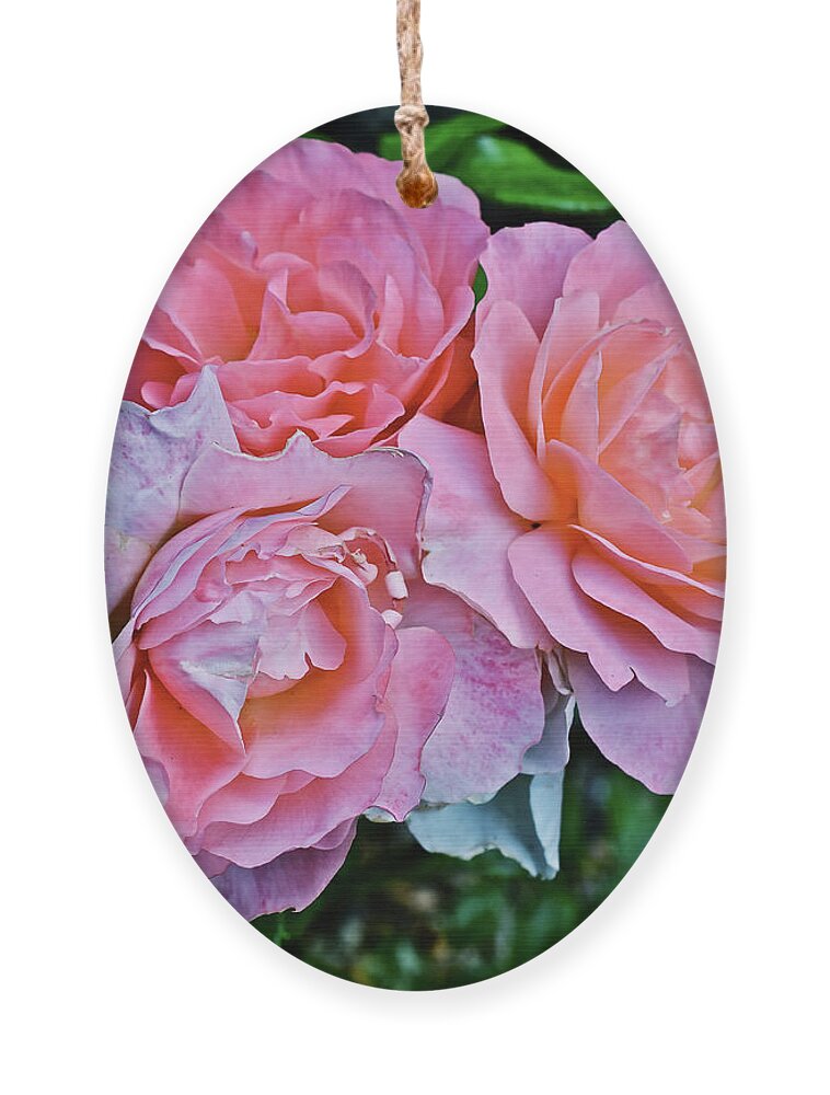 Roses Ornament featuring the photograph 2020 Mid June Garden Coral Roses 1 by Janis Senungetuk