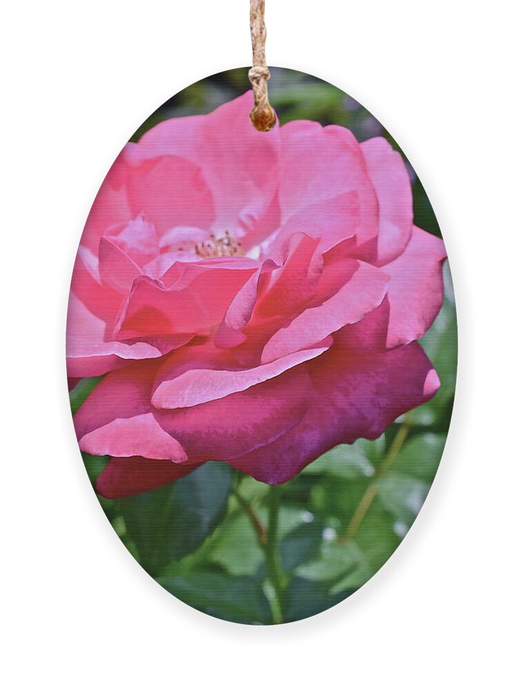 Rose Ornament featuring the photograph 2020 Mid June Garden Rose by Janis Senungetuk