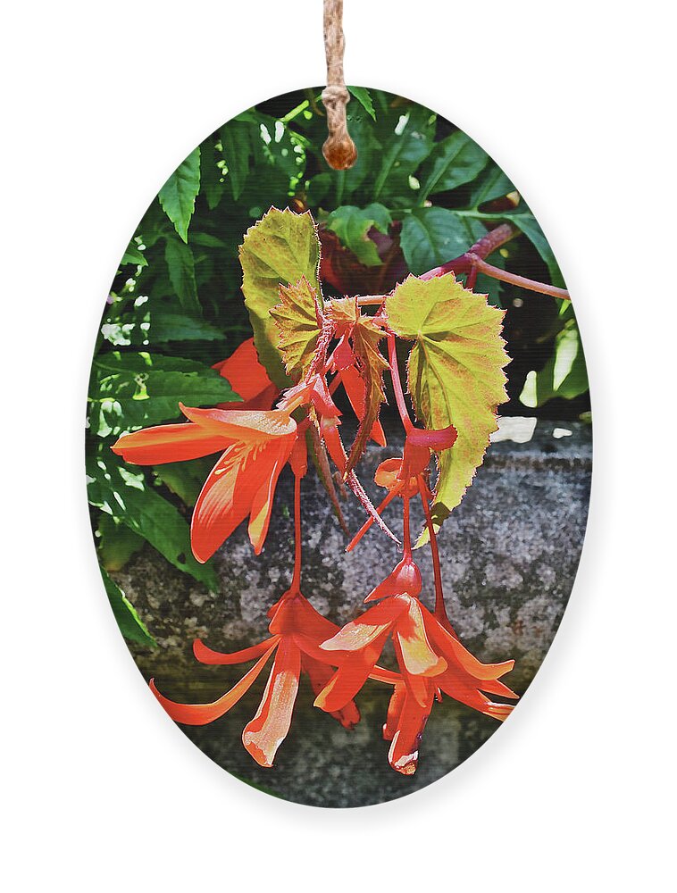 Begonia Ornament featuring the photograph 2020 Mid June Garden Welcome by Janis Senungetuk