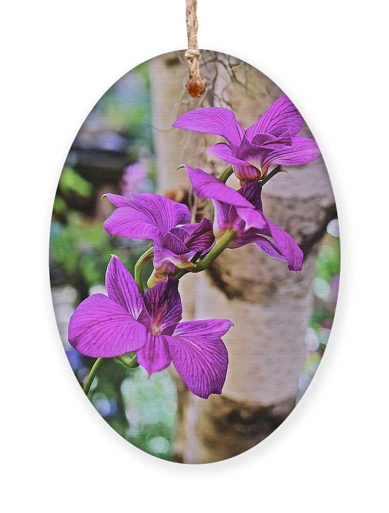 Orchid Ornament featuring the photograph 2020 Spring Show Orchid by Janis Senungetuk