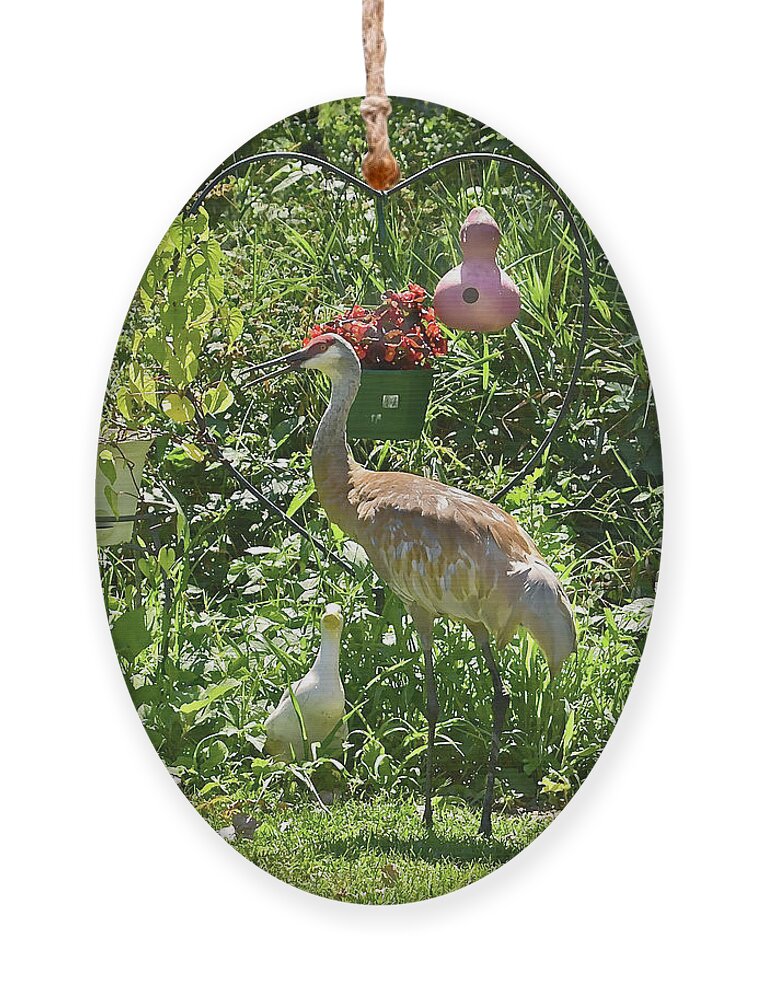Sandhill Cranes Ornament featuring the photograph 2021 August Sandhill Crane by Janis Senungetuk
