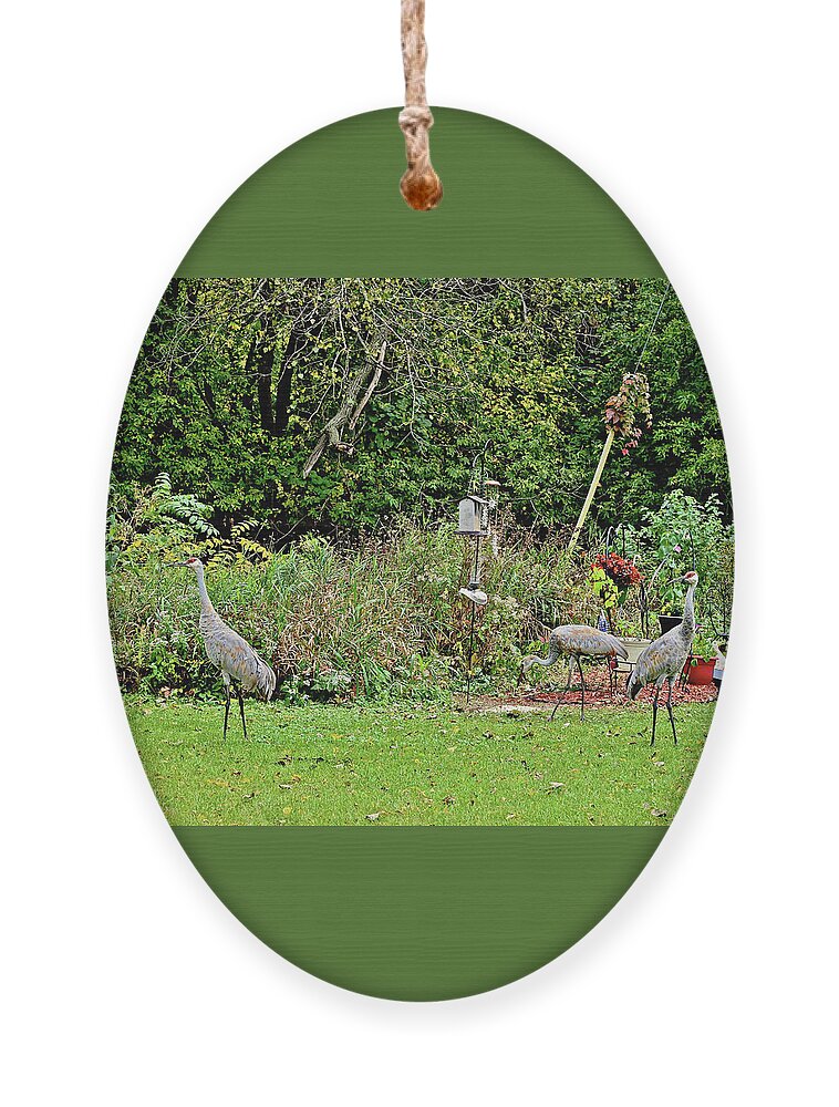 Sandhill Cranes; Backyard; Birds; Ornament featuring the photograph 2021 Fall Sandhill Cranes 2 by Janis Senungetuk