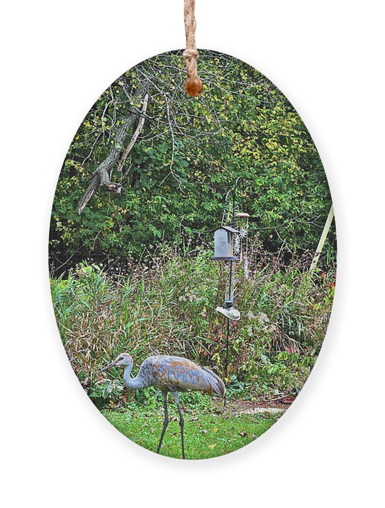 Sandhill Cranes Ornament featuring the photograph 2021 Fall Sandhill Cranes 3 by Janis Senungetuk